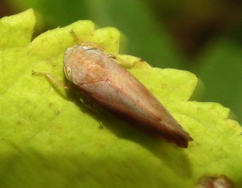 Fieberiella florii